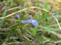 Lobelia kirkii fl7-t.JPG